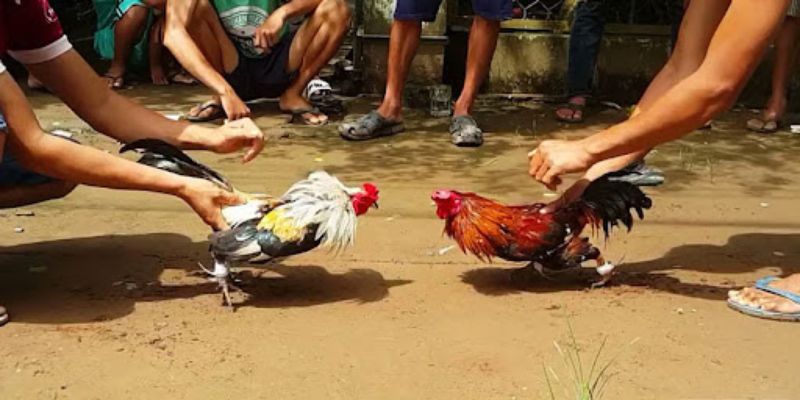 Đá Gà Malaysia - Nâng Tầm Trải Nghiệm Cá Cược Thưởng Lớn