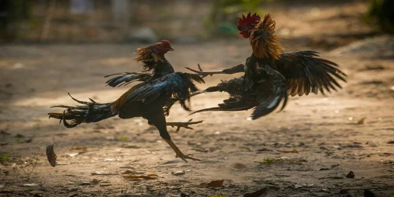 Bật mí bí quyết chơi đá gà Thomo thắng lớn