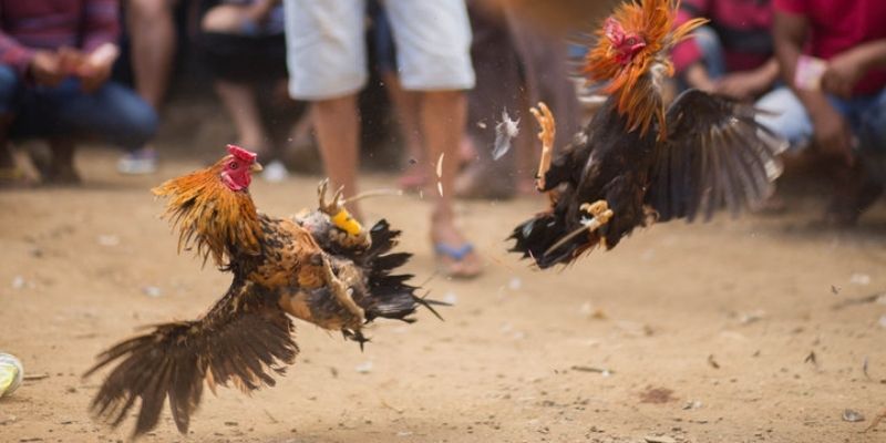 Khái niệm chi tiết về đá gà Thomo