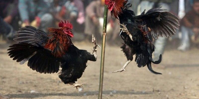 Quy chế đơn giản phổ biến cho tân binh